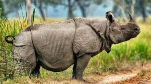 Какова численность Яванского носорога на 2021 год? 