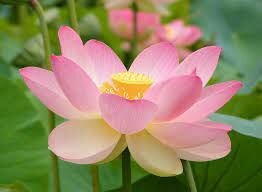Цветы этого многолетнего водного растения по мере цветения меняют свой окрас с ярко-розового до практически белого. 