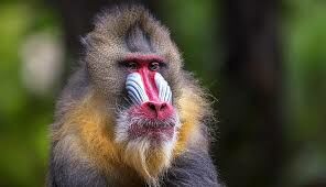 Это животное — одно из самых ярких и красочных среди приматов.