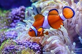 Эти рыбы по-другому называются амфиприоны. Они живут на коралловых рифах и используют актиний для защиты от хищников.