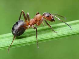 Эти насекомые живут крупными колониями и образуют три касты: самки, самцы и рабочие особи.