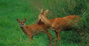  У этого небольшого оленя рога украшают голову только у самцов. Обитают они на территории Евразии.