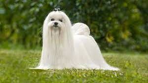 Какая порода собак характеризуется, как элегантная, аристократичная, с чувством собственного достоинства?