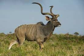   Сама крупная антилопа, которая обитает в Африке. Самки и самцы имеют длинные закрученные рога.