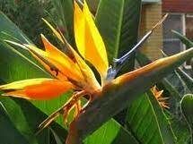 Цветок этого растения своей формой напоминает красивую птицу. 