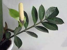 Это растение впервые было описано известным коллекционером тропических растений Конрадом Лоддиджесом в 1828 году.