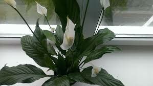  У этого растения покрывало соцветия длиннее початка, цвет от белого - до зелёного.