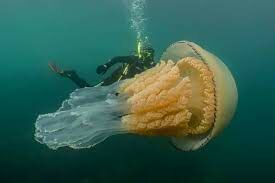   Каким способом размножаются медузы?