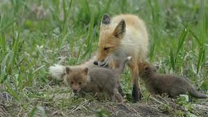 Сколько лисят в среднем рождается у лисицы обыкновенной?
