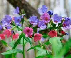  В лесу можно встретить лекарственное растение под названием медуница. Какого цвета цветы у медуницы?