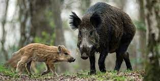   Чем лесной дикий кабан отличается от домашней свиньи?