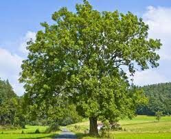 Какое из лесных деревьев относится к лиственным?