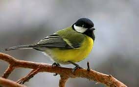  Какая из лесных птиц имеет пёстрый окрас, клиновидный хвост, длинные заостренные крылья?