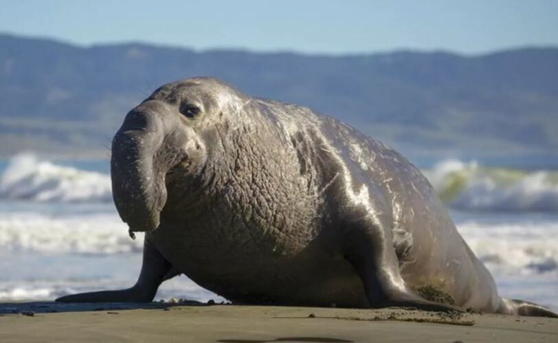 Морской слон является самым крупным видом тюленей