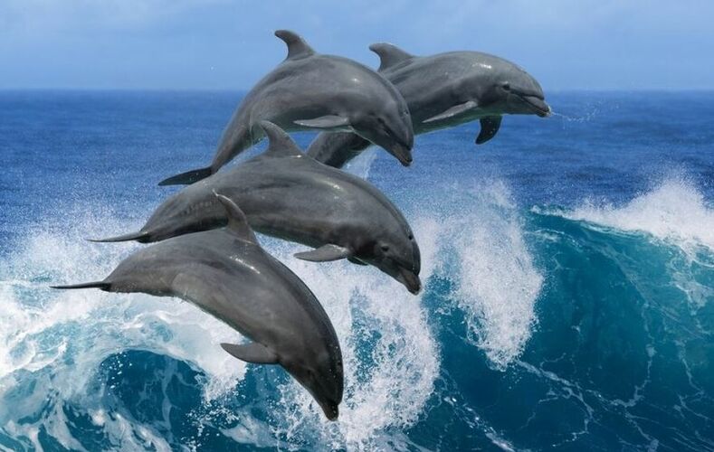 Правительство Индии присвоило дельфинам статус "личностей, не относящихся к человеческому роду"