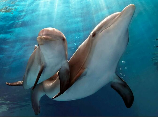 Молодые дельфины покидают мать, через год после рождения