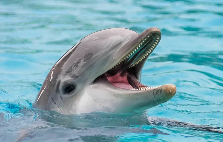 Дельфины не умеют пережевывать пищу