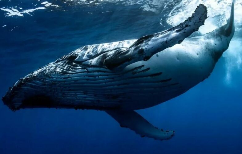 Предки китов когда-то вышли на сушу и были сухопутными животными, а потом они вторично вернулись в воду