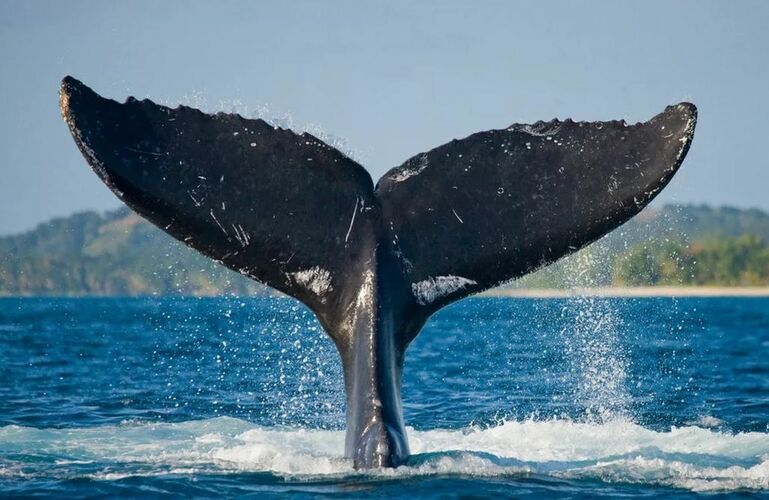 У каждого кита свой уникальный хвост с неповторимым рисунком
