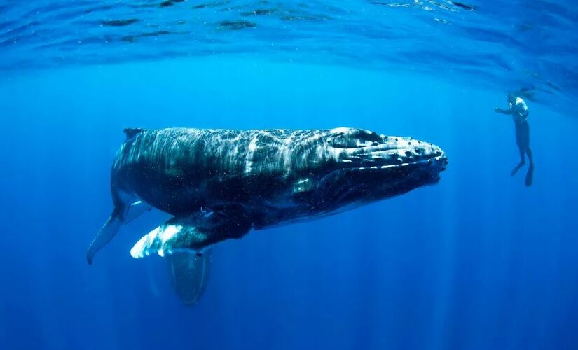 Длина самого крупного пойманного кита составляла 50 метров