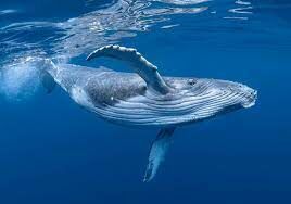  Чем питается синий кит?