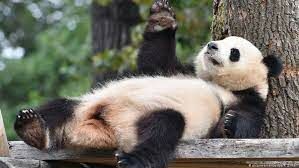 Итак, панды...Что означает их китайское название?
