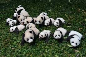 К какому семейству относится панда?