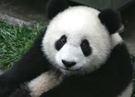   Символом какой организации является панда?