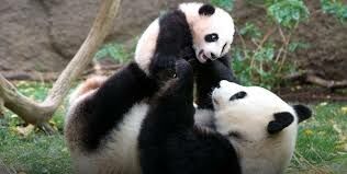 На сколько лет Китай дает панд в аренду другим странам в дипломатических целях?