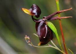 Цветок на фотографии — орхидея, которую образно называют «Летящая уточка». Это...