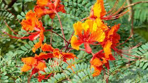  Древесина растения, на котором расцветают эти цветы, раньше использовалась для получения красного красителя.