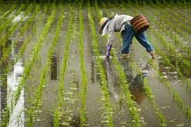 Какая отрасль сельского хозяйства хорошо развита в Японии?