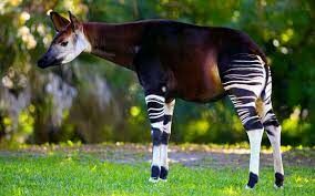 Где обитают необычные животные окапи, которые напоминают и зебру, и лошадь, и жирафа одновременно?
