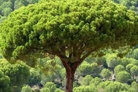  Какое из хвойных деревьев известно как пиния?
