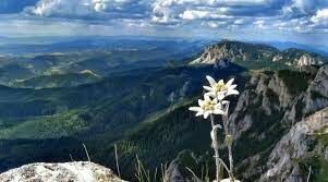 Эдельвейс — цветок, являющийся символом Альпийских гор. А в какой части света еще растет Эдельвейс?