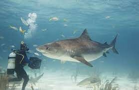 Какую среднюю продолжительность жизни имеют тигровые акулы?