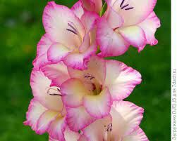 Другое название этого великолепного садового цветка из семейства Ирисовые — шпажник.