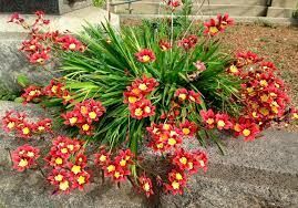 Название этого садового цветка имеет греческое происхождение и означает «расщепление концов прицветников».