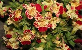 Этот симпатичный цветок в народе за его интересную форму называют губастиком. Другое его — название...