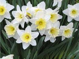 Этот весенний цветок, является одним из самых известных представителей семейства Амариллисовые.