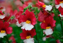 Своё название этот садовый цветок получил от имени древнегреческой богини возмездия.