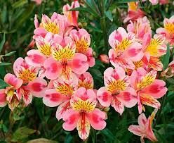 Это великолепное растение родом из Южной Америки. Поэтому другими её названиями являются перуанская лилия и лилия инков. 