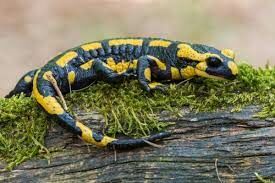 К какому классу позвоночных животных относится саламандра? 