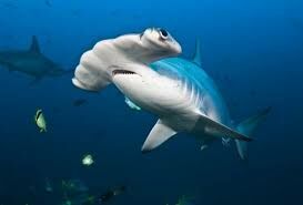 Какой разновидности акул не существует в природе?