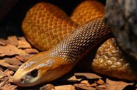  Какая змея считается самой опасной ядовитой змеёй в мире?