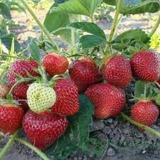  Какой из фруктов с ботанической точки зрения не является ягодой?