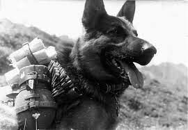   Как звали пса, который во время Великой Отечественной войны обнаружил более 7,5 тысяч мин и более 150 снарядов?