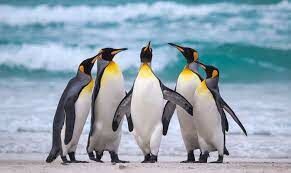 Существуют ли пингвины, которые умеют летать?