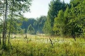 Самая большая природная зона России. Южнее её находится зона лесов или лесостепь.