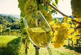 Тест о вине и виноделии: от древности - до наших дней. Что вы об этом знаете?